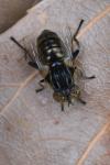 Eristalinus sepulchralis