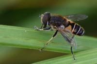 Eristalis nemorum