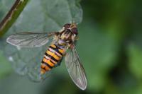 Episyrphus balteatus