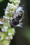 Eristalinus sepulchralis