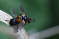 Gymnosoma