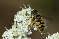 Myathropa florea