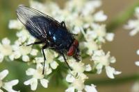 Protocalliphora azurea