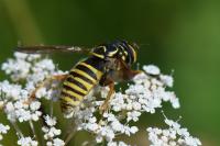 Spilomyia manicata