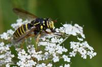 Spilomyia manicata
