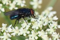 Protocalliphora azurea