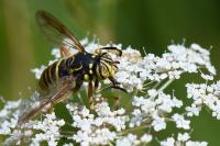 Spilomyia manicata