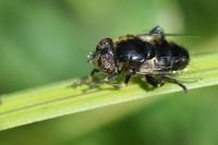 Eristalinus sepulchralis