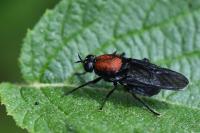Clitellaria ephippium