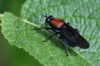 Clitellaria ephippium