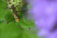 Campiglossa bidentis