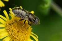Eristalinus aeneus