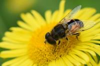 Eristalis arbustorum