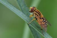 Parhelophilus versicolor