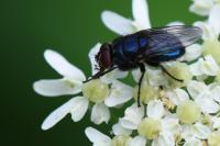 Protocalliphora azurea