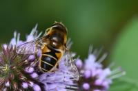 Eristalis nemorum