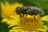 Eristalinus aeneus