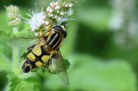 Helophilus trivittatus