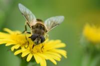 Eristalis arbustorum