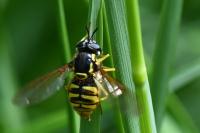 Chrysotoxum cautum
