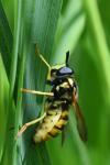 Chrysotoxum cautum
