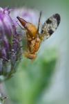 Xyphosia miliaria