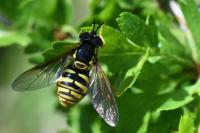 Chrysotoxum cautum
