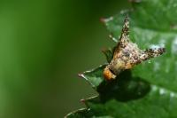 Oxyna parietina