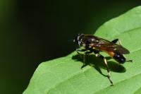 Xylota segnis