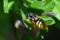 Chrysotoxum cautum