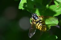 Chrysotoxum cautum