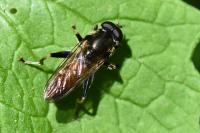 Xylota segnis