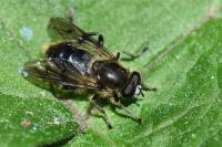 Chalcosyrphus eunotus