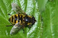 Myathropa florea
