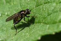 Chalcosyrphus nemorum