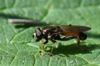 Xylota segnis