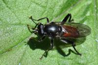 Brachypalpoides lentus