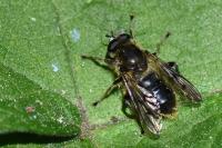 Chalcosyrphus eunotus