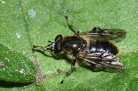 Chalcosyrphus eunotus