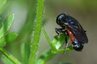 Eumerus tricolor