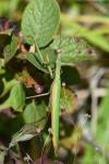 Mantis religiosa