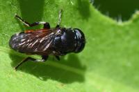 Eumerus tricolor