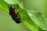 Eumerus tricolor