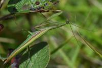 Mantis religiosa