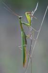 Mantis religiosa