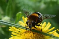 Eristalis intricaria