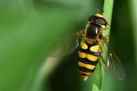 Eupeodes latifasciatus