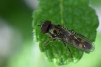 Platycheirus scutatus