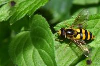 Eupeodes latifasciatus