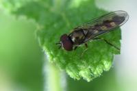 Platycheirus scutatus